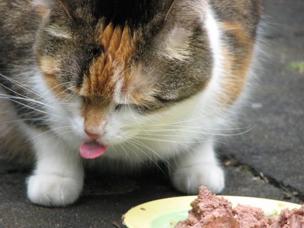 Cat wet food - meat